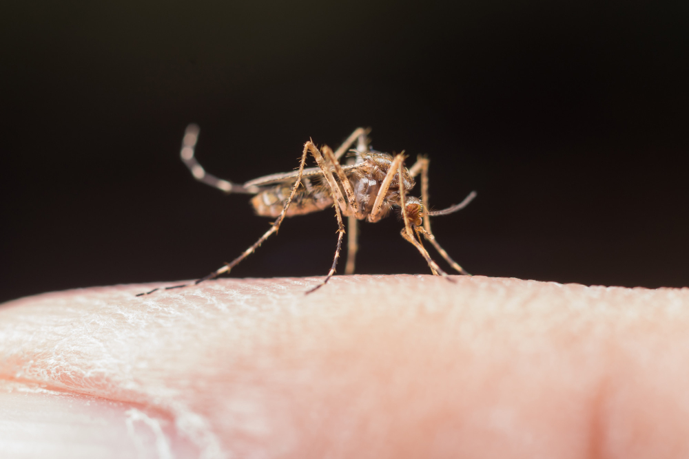 Why You Shouldn't Ignore Mosquitoes: More Than Just an Itchy Bite